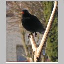 Turdus merula - Amsel m02.jpg